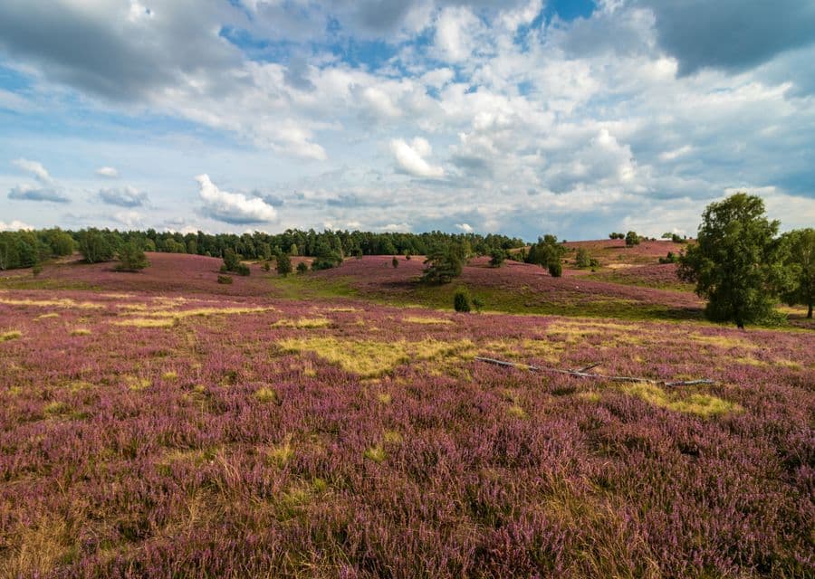 LueneburgerHeide