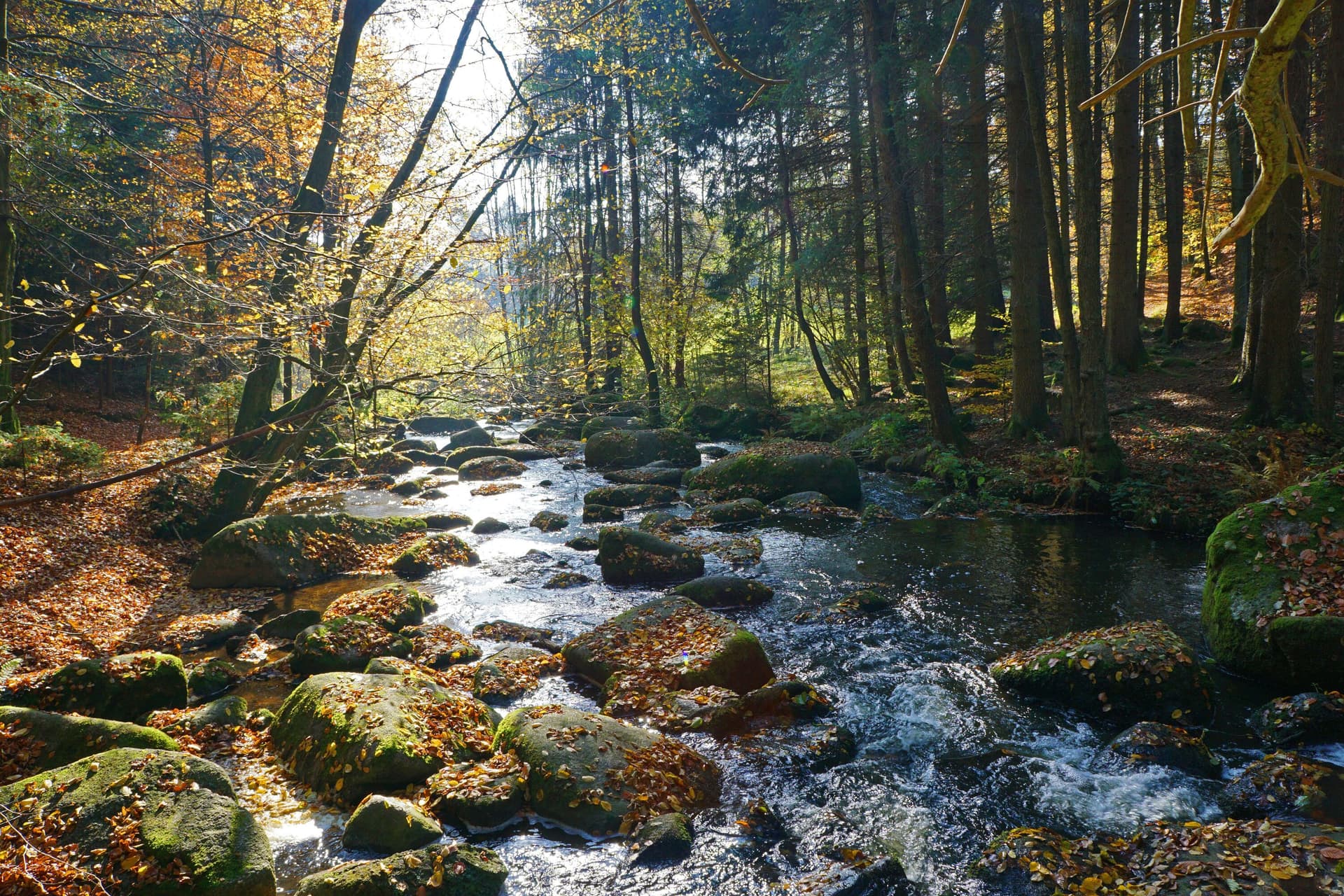 Schwarzwald 1